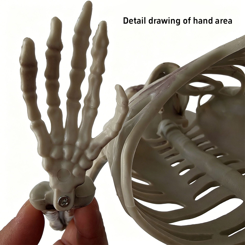 Ornement de crâne de moitié de - Halloween Skeleton Decoration avis et prix